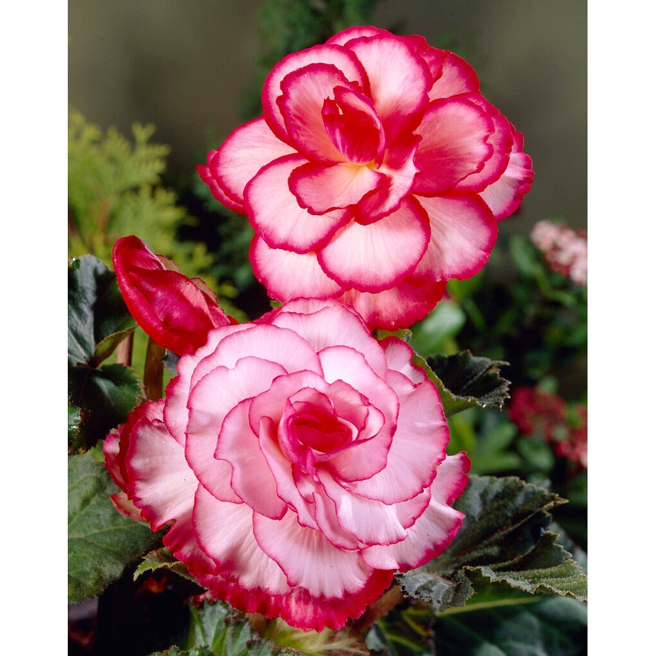 Begonia Picotee White/Red 3-pack